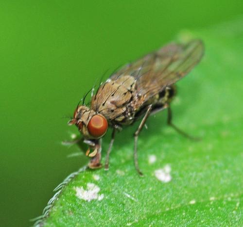 Réf. 330 613 : Notiphila sp.